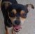 . Frankie - ADOPTED! .