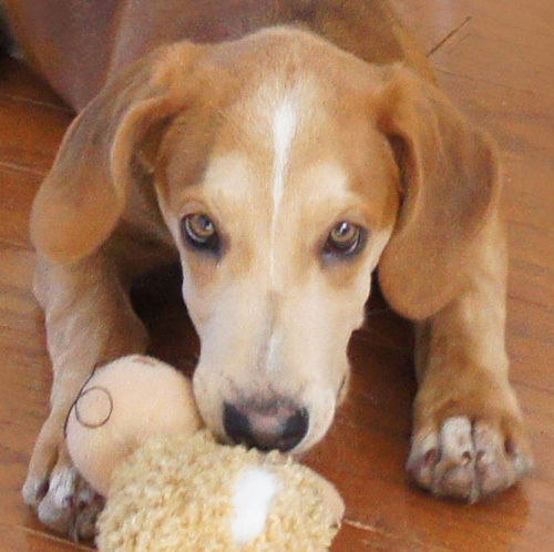. Cobie - ADOPTED! .