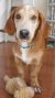 . Cobie - ADOPTED! .