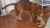 . Cobie - ADOPTED! .
