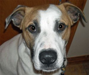 . Murphy .