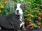 . Oreo (Obedience Trained) .