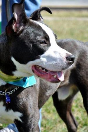 . Oreo (Obedience Trained) .