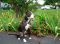 . Oreo (Obedience Trained) .