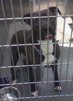 . Sheba .