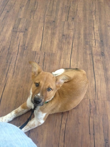 . Charlie - ADOPTED! .
