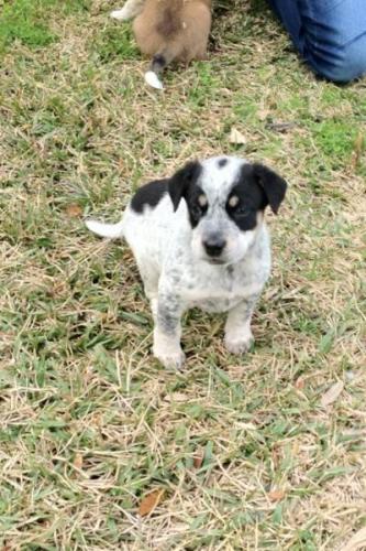 . Max - ADOPTED! .
