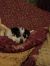 . Max - ADOPTED! .