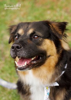 . Thelma (Obedience Trained) .