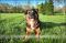 . Thelma (Obedience Trained) .