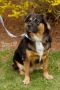 . Thelma (Obedience Trained) .