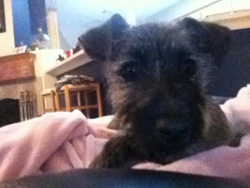 . Maggie - ADOPTED! .