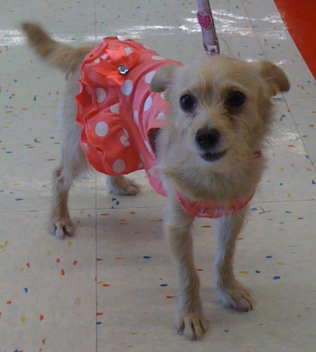 . Daisy - ADOPTED! .