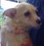 . Daisy - ADOPTED! .