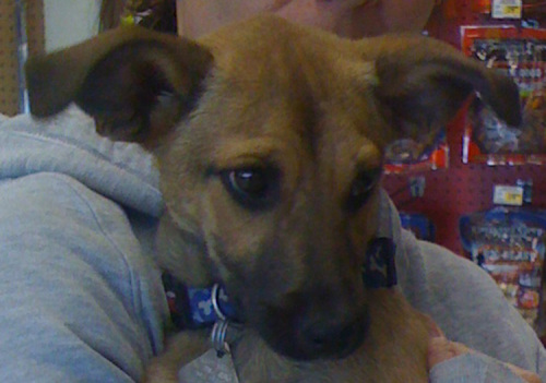 . Tag - ADOPTED! .