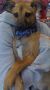 . Tag - ADOPTED! .