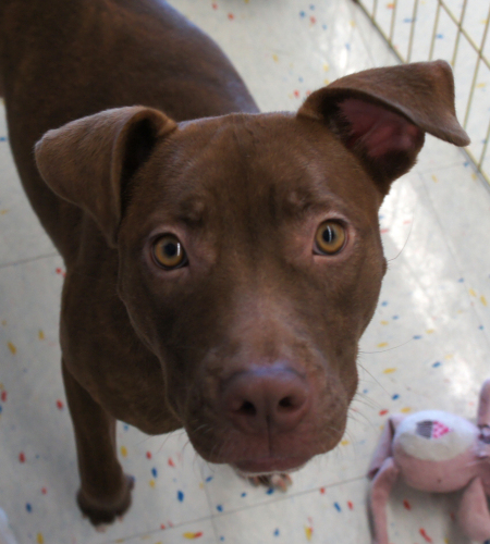 . Rote - ADOPTED! .