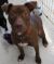 . Rote - ADOPTED! .