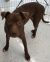 . Rote - ADOPTED! .