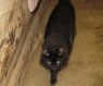 Shado