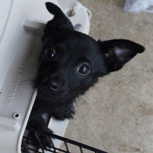 . Shadow - ADOPTED! .