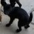 . Shadow - ADOPTED! .