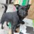 . Shayla - ADOPTED! .