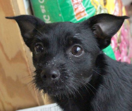 . Shayla - ADOPTED! .