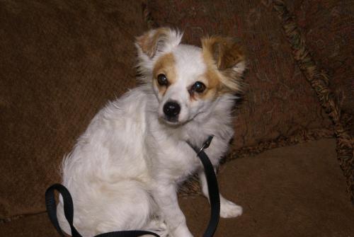 . Gidget - COURTESY LISTING - ADOPTED! .