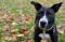 . Loki (LOVES other dogs) .