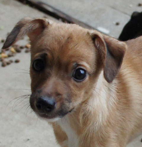 . Samson - ADOPTED! .