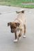 . Samson - ADOPTED! .