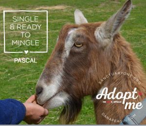 . Pascal .