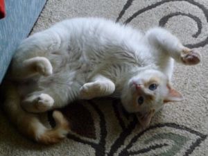 . Poppy (short for Popcorn) .