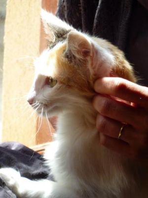 . Mirabelle .
