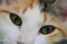. Mirabelle .