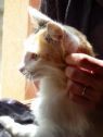 . Mirabelle .