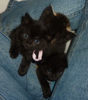 . Diana, the most loving kitten ever! .