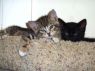 . Diana, the most loving kitten ever! .
