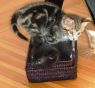 . Diana, the most loving kitten ever! .