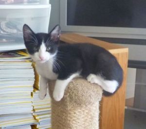 . Best of a kitten and puppy rolled into one! CJ .