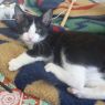 . Best of a kitten and puppy rolled into one! CJ .