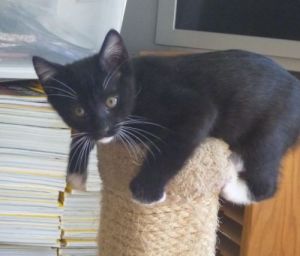 . Best of a kitten and puppy rolled into one! Mason .