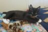 . Best of a kitten and puppy rolled into one! Mason .