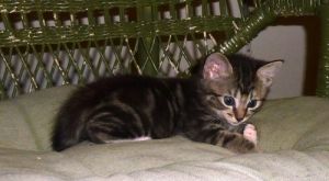 . Phoebe .