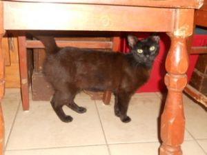 . Kitty .