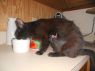 . Kitty .