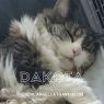 . Dakota .