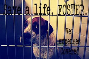 . SAVE A LIFE - Consider fostering a cat or dog .