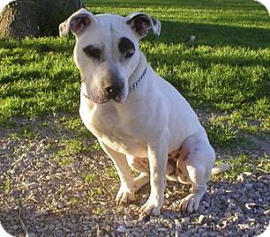 Photo of Lucky Aka Groucho